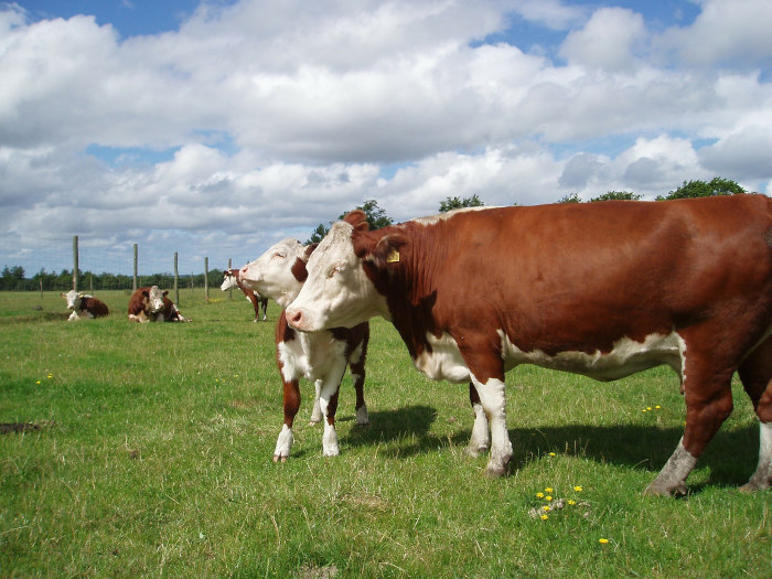 Hereford Cattle - Tyren - Tienda de Cortes de Carne