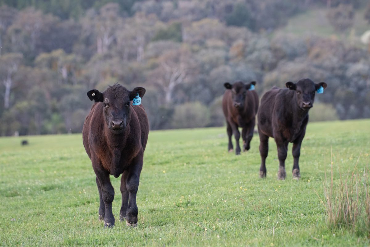 Блэк ангус. Блэк Ангус телята. Корова Black Angus. Теленок черный Ангус. Блэк Ангус ферма.